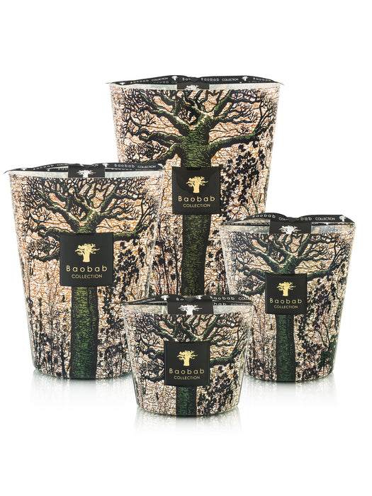 Baobab sacred trees Kani