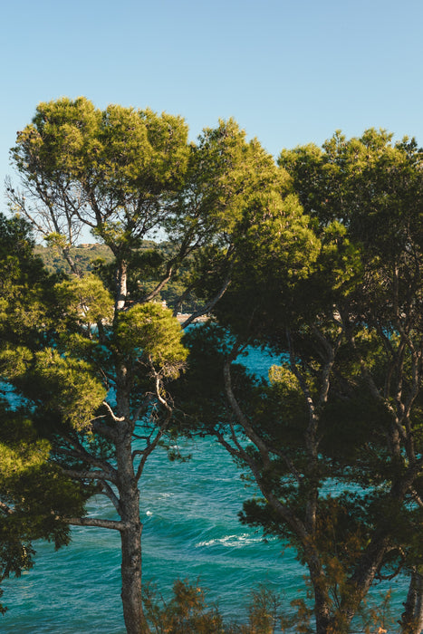 Sacred trees summer