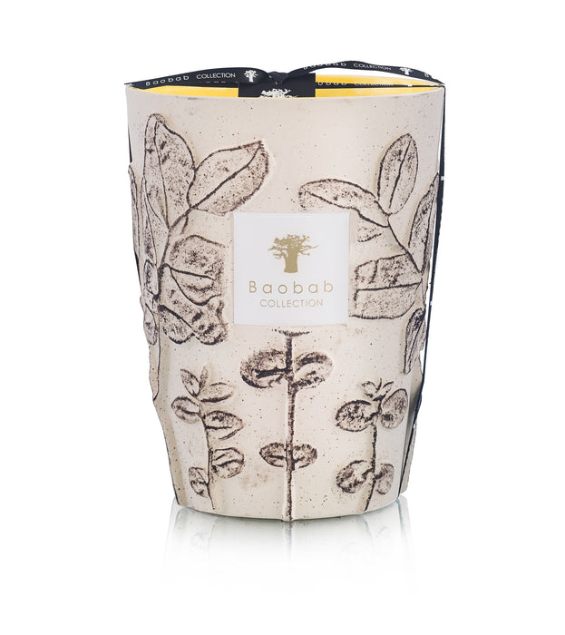 Baobab Folia Calanque